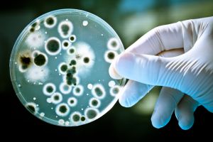 MICROBIOLOGY